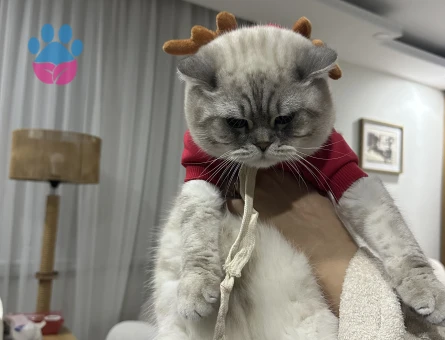 British Shorthair Blue Point 10aylık Erkek