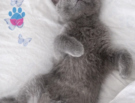 British Shorthair oğlumuz Mars için eş arıyoruz 🐾