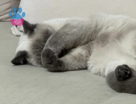 British Shorthair Boncuk kızımız büyüdü