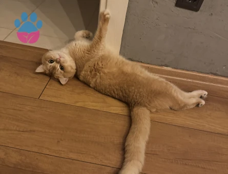 Kedime aynı cinsten eş arıyorum