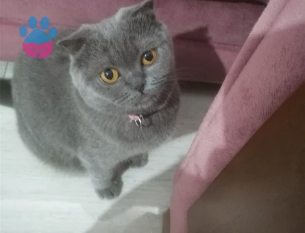 Scottish Fold LiLiye damat Arıyorum