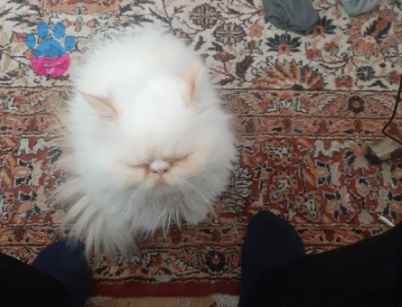 Çiftleşme icinrs ariyoruz