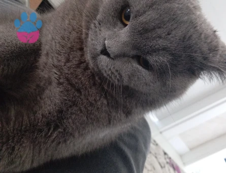 British Shorthair Kedime Dişi eş arıyoruz