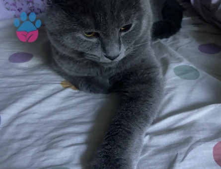 Oğluma eş arıyorum kızgınlıkta