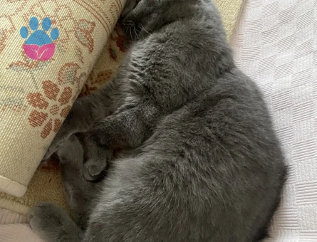 Oğluma eş arıyorum kızgınlıkta