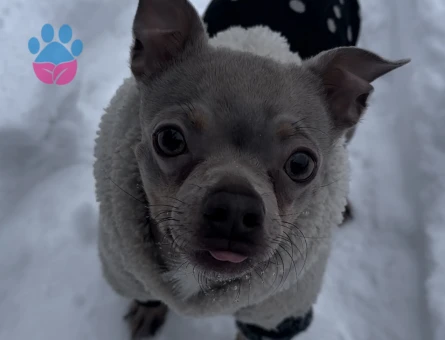 secereli erkek chihuahua ES ARIYORUZ