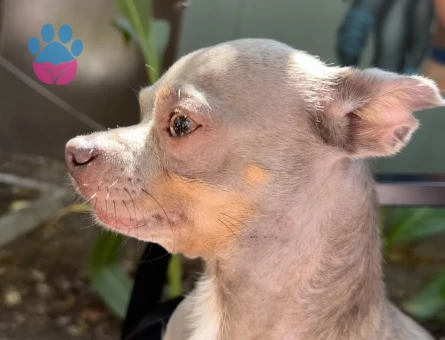 secereli erkek chihuahua ES ARIYORUZ