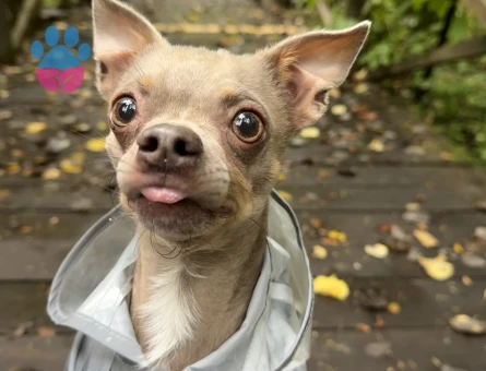 secereli erkek chihuahua ES ARIYORUZ