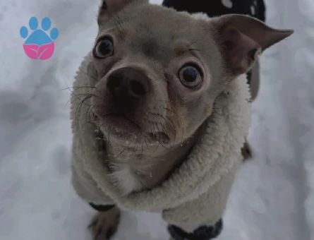 secereli erkek chihuahua ES ARIYORUZ