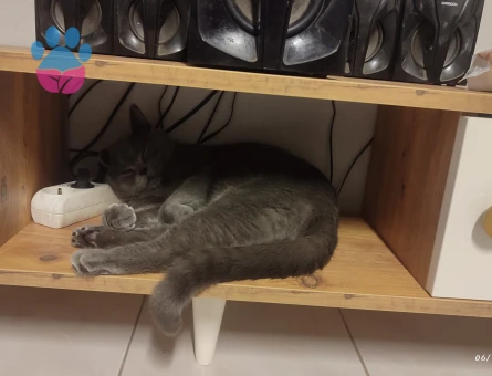 British shorthair Dişi Kedime Eş Arıyorum
