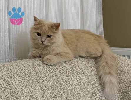 Brıtsh longhair Kedim Kızgınlıkta Eş Arıyor