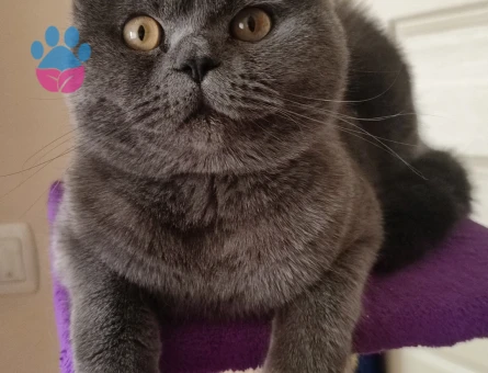 British Shorthair İris Eş Arıyor