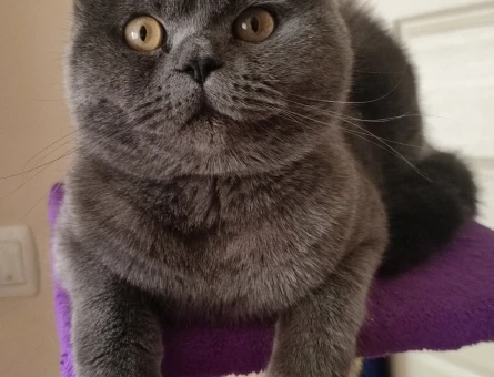 British Shorthair İris Eş Arıyor - 118963478