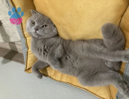 Scottish Fold Yavrumuz Mars'a Eş Arıyoruz