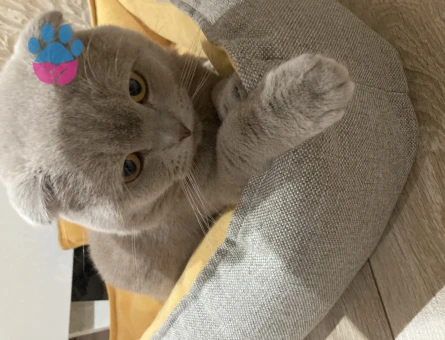 Scottish Fold Yavrumuz Mars'a Eş Arıyoruz
