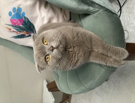 Scottish Fold Yavrumuz Mars'a Eş Arıyoruz