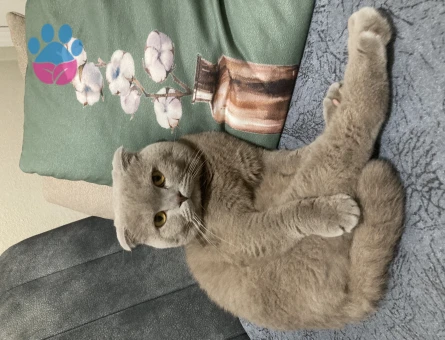Scottish Fold Yavrumuz Mars'a Eş Arıyoruz