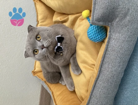 Scottish Fold Yavrumuz Mars'a Eş Arıyoruz