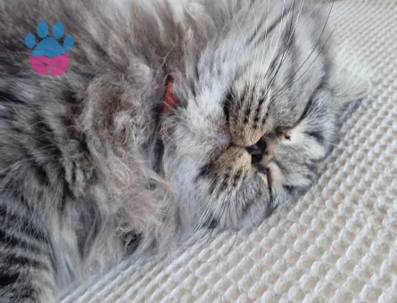 Chinchilla 1 Yaşında Kızım Eş Arıyor