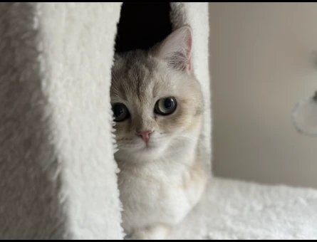 British Shorthair Güzel Kızıma Eş Arıyorum - 118963482