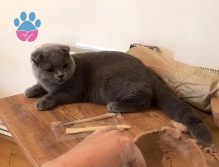 Scottish Fold 1 Yaşında Karlek Eş Arıyor