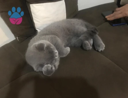 Scottish Fold 1 Yaşında Karlek Eş Arıyor