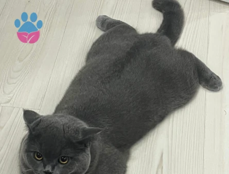 British Shorthair Oğlumuz ATLAS’a Eş Arıyoruz.