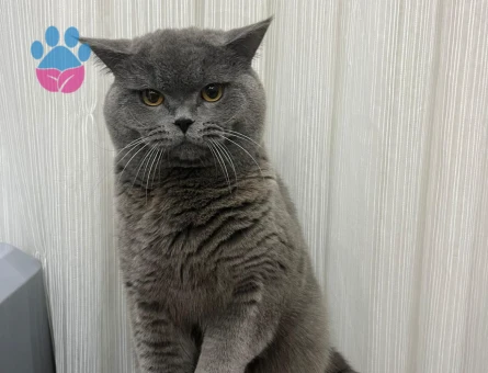 British Shorthair Oğlumuz ATLAS’a Eş Arıyoruz.