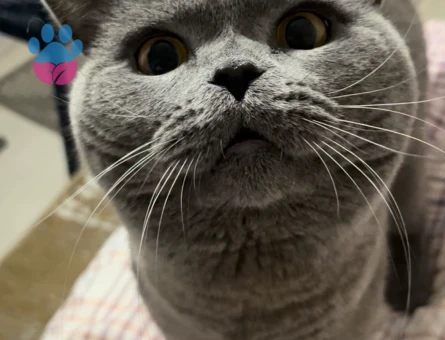 British Shorthair Oğlumuz ATLAS’a Eş Arıyoruz.