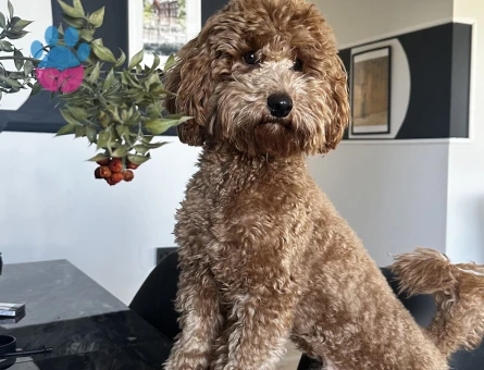 Toy Poodle 1 Yaşında Köpeğim Eş Arıyor