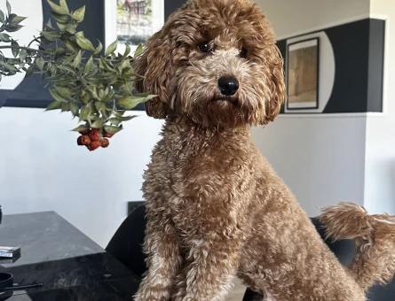 Toy Poodle 1 Yaşında Köpeğim Eş Arıyor - 118963486