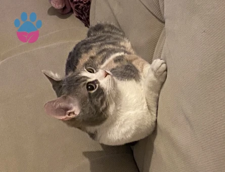 Tekir Luna Kızıma Erkek Arıyorum