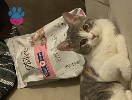 Tekir Luna Kızıma Erkek Arıyorum