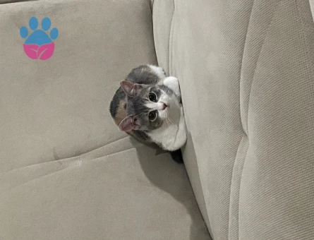 Tekir Luna Kızıma Erkek Arıyorum