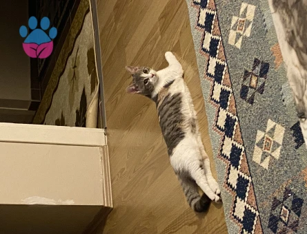 Tekir Luna Kızıma Erkek Arıyorum