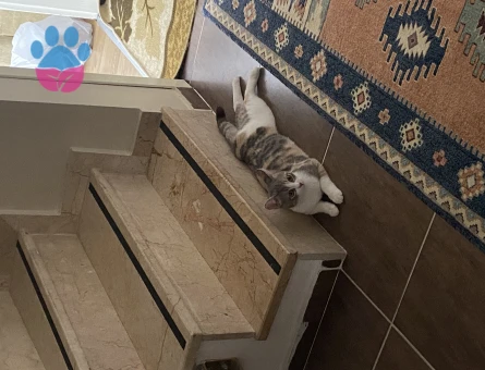 Tekir Luna Kızıma Erkek Arıyorum