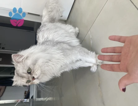 British Longhair Kedim Eş Arıyor