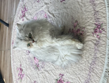 British Longhair Kedim Eş Arıyor - 118963490