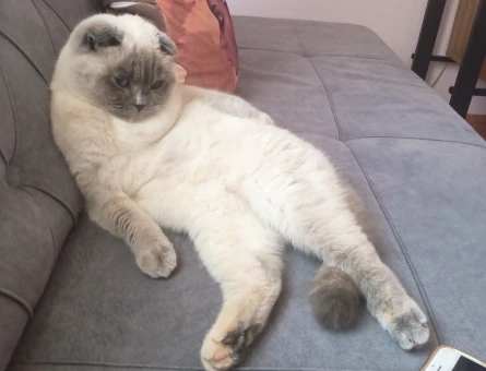 British Shorthair Matmazel Hanıma Eş Arıyoruz - 118963491