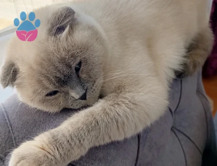 British Shorthair Matmazel Hanıma Eş Arıyoruz