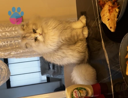 Silver Scottish Longhair Oğlum Eş Arıyor