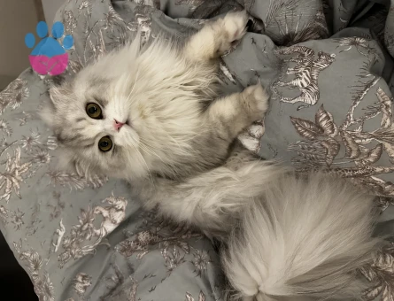 Silver Scottish Longhair Oğlum Eş Arıyor
