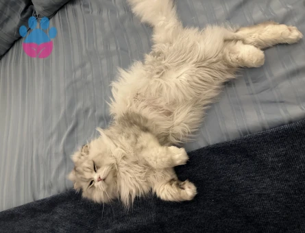 Silver Scottish Longhair Oğlum Eş Arıyor