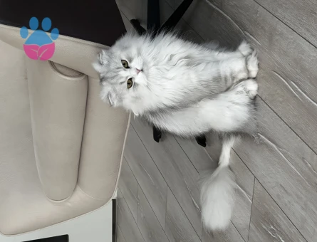 Silver Scottish Longhair Oğlum Eş Arıyor