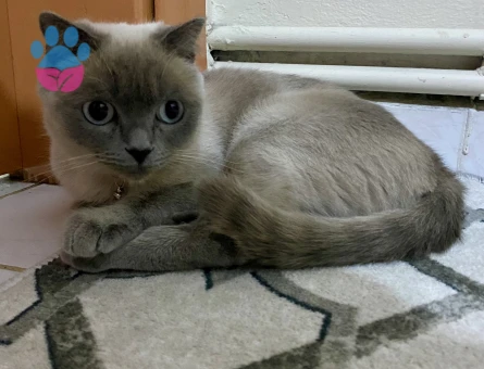 Scottish Straight 2 Yaşında Kedim Eş Arıyor