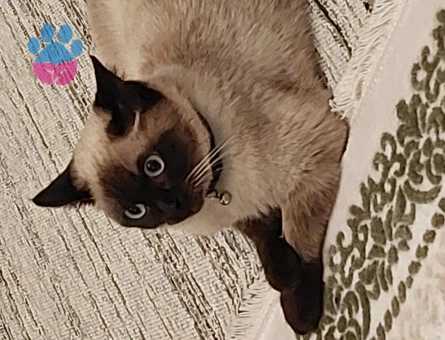 Safkan Siyam Oğlum Eş Arıyor