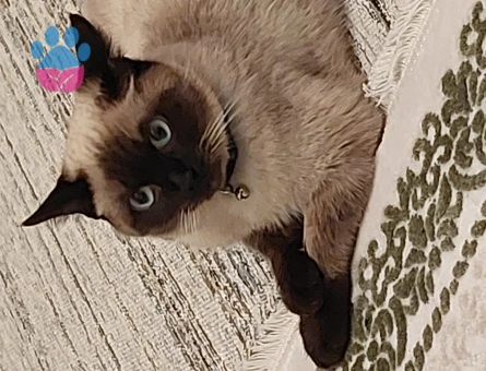 Safkan Siyam Oğlum Eş Arıyor