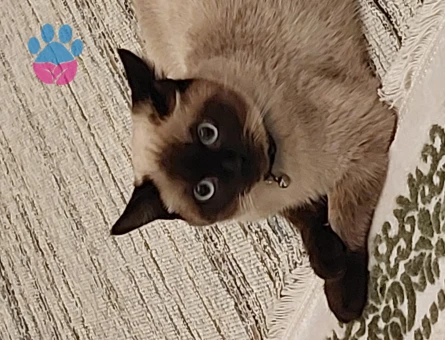 Safkan Siyam Oğlum Eş Arıyor