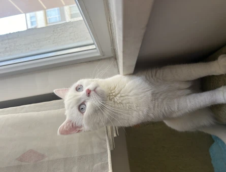 British Shorthair 1 Yaşında Kızım Eş Arıyor - 118963540