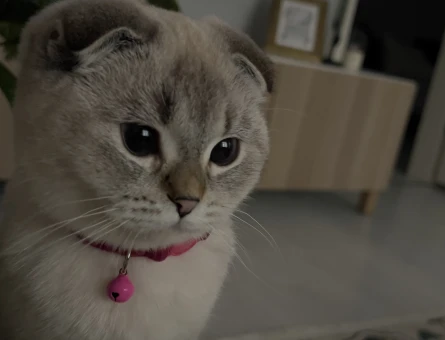 Scottish Fold 11 Aylık Kedim Eş Arıyor - 118963542